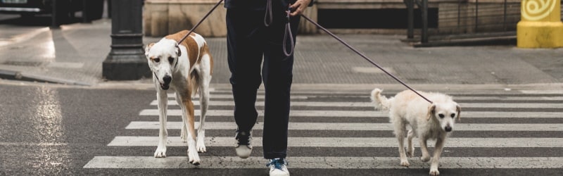 Make Extra Money as Dogsitter - 1FCA A person works as dog sitter to earn additional money