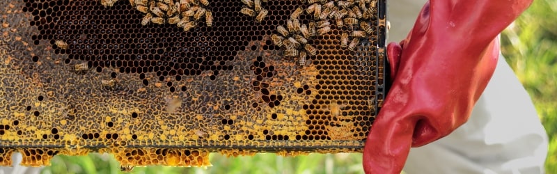 Beekeeping is a good idea of hobby that makes money for retirees
