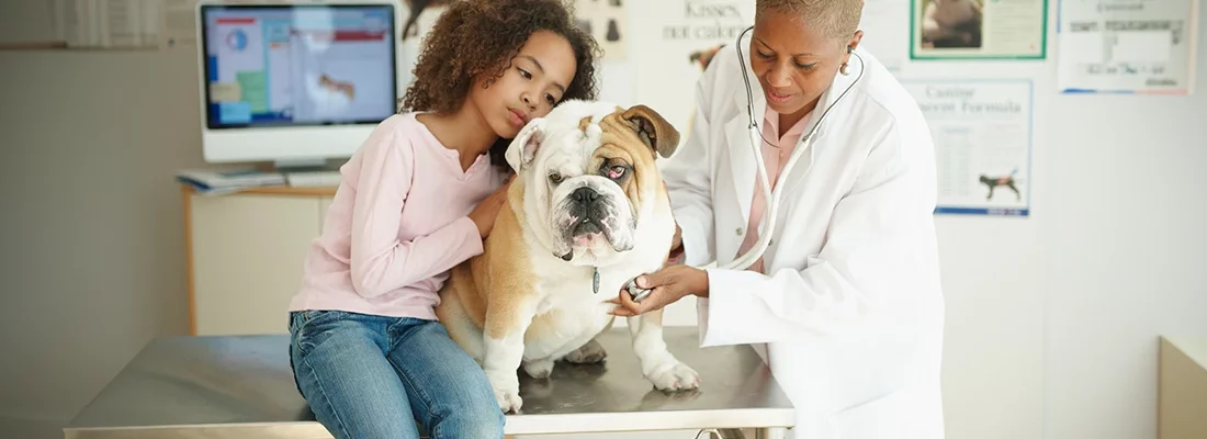 How to Get Veterinary Financing with No Credit Check